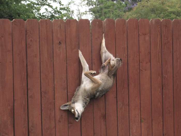 How Coyotes Really Jump Fences (And Why They Do It)