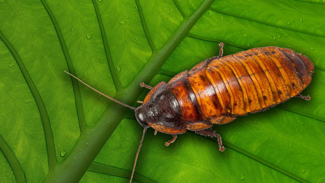 Why Do Cockroaches Exist?