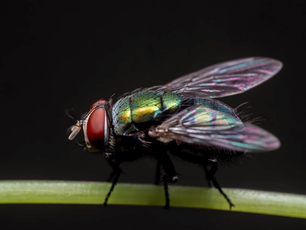 7 Places Flies Lay Eggs In Your Home (They Don’T Have Nests)