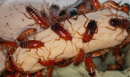 How Did Cockroaches Originate?