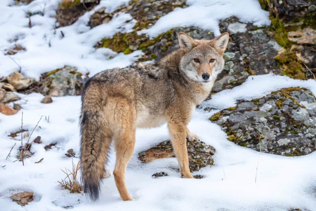 8 Brilliant Ways You Can Keep Coyotes Away Indefinitely