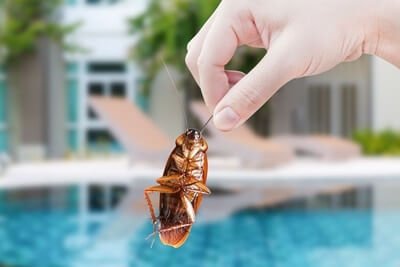 How To Avoid Cockroaches in Hotels