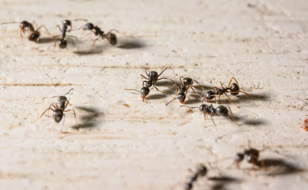 12 Scents That Ants Hate