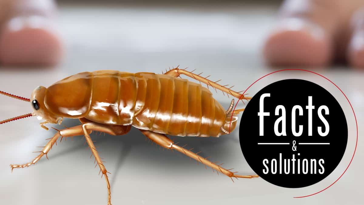 I Saw One Cockroach. Should I Be Worried?