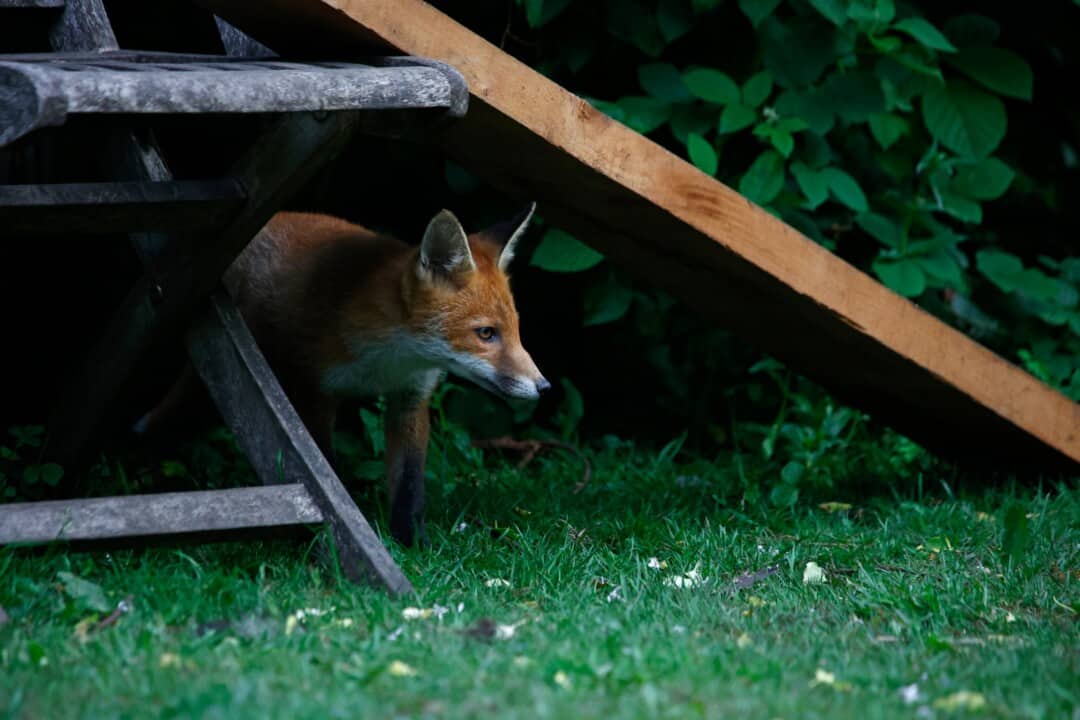 9 Things That Attract Foxes To Your Yard (How To Fix Them)