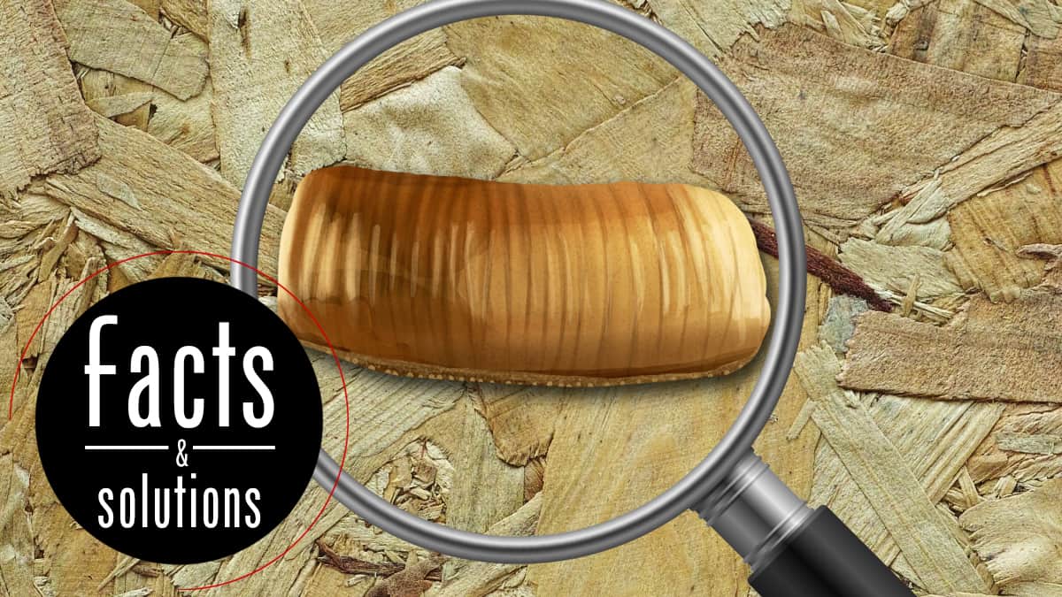 Cockroach Eggs What They Look Like And What You Need To Do