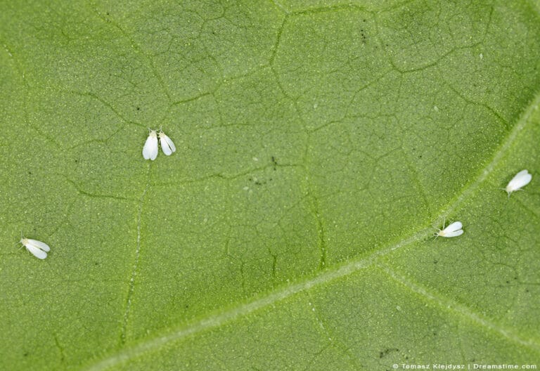 9 Best Whitefly Sprays & How To Use Them (Complete Guide)