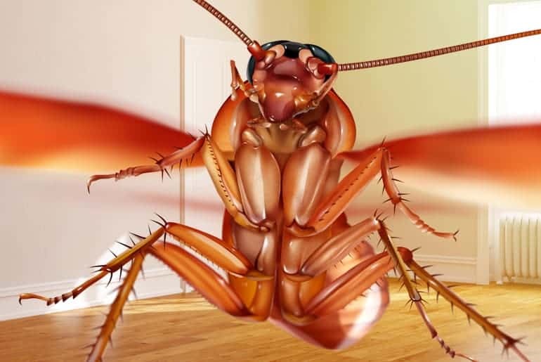 Cockroach With Wings? It’S Probably One of These