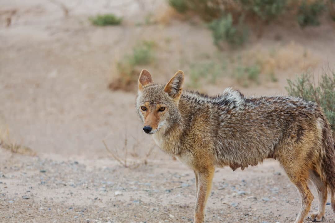 Yes Coyotes Eat Snakes Here’S How And Why They Do It