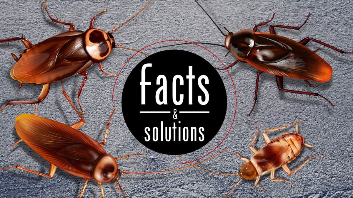 Brown Cockroach? Read This First.