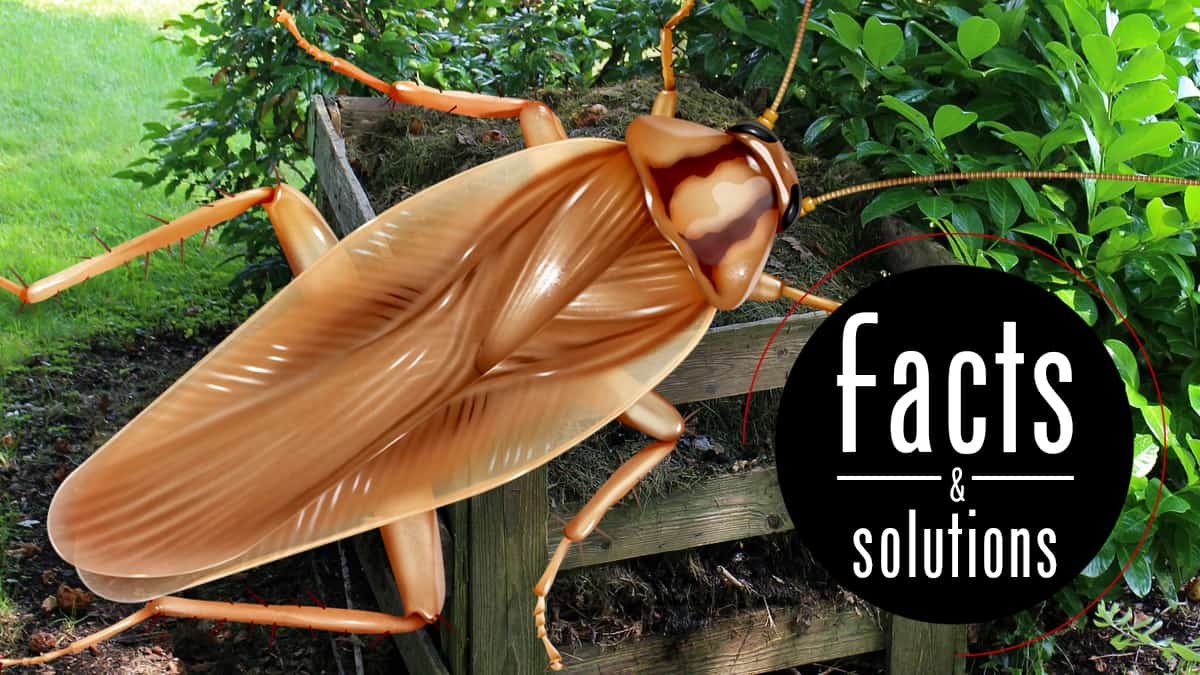 The Asian Cockroach – Facts, Control And Prevention