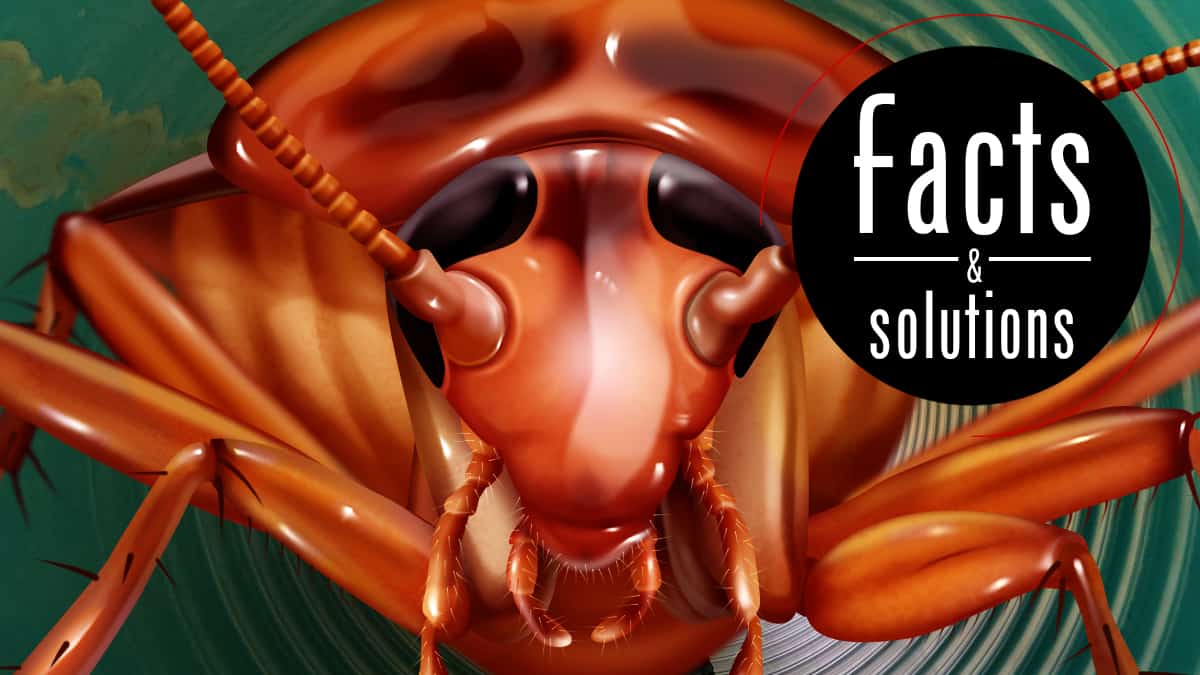 The American Cockroach – Facts And Prevention Tips
