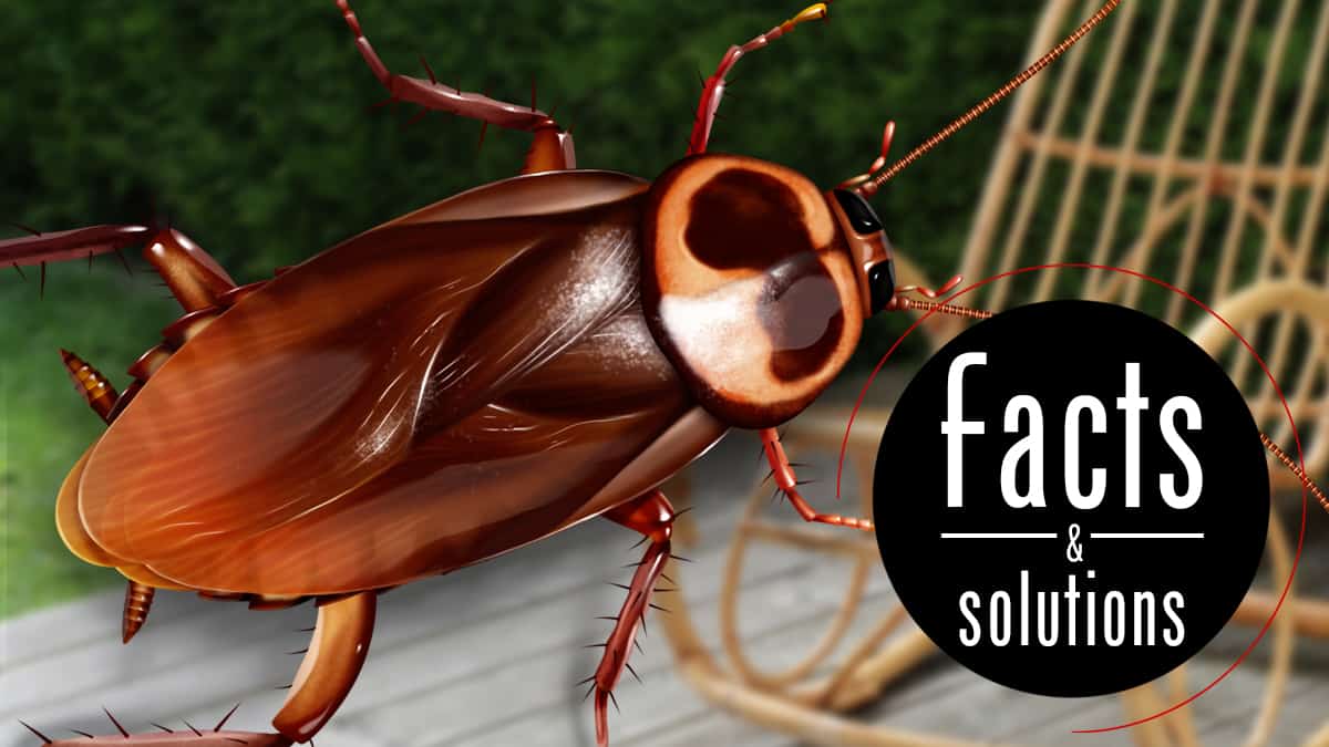 Australian Cockroach – Facts, Behavior And Control