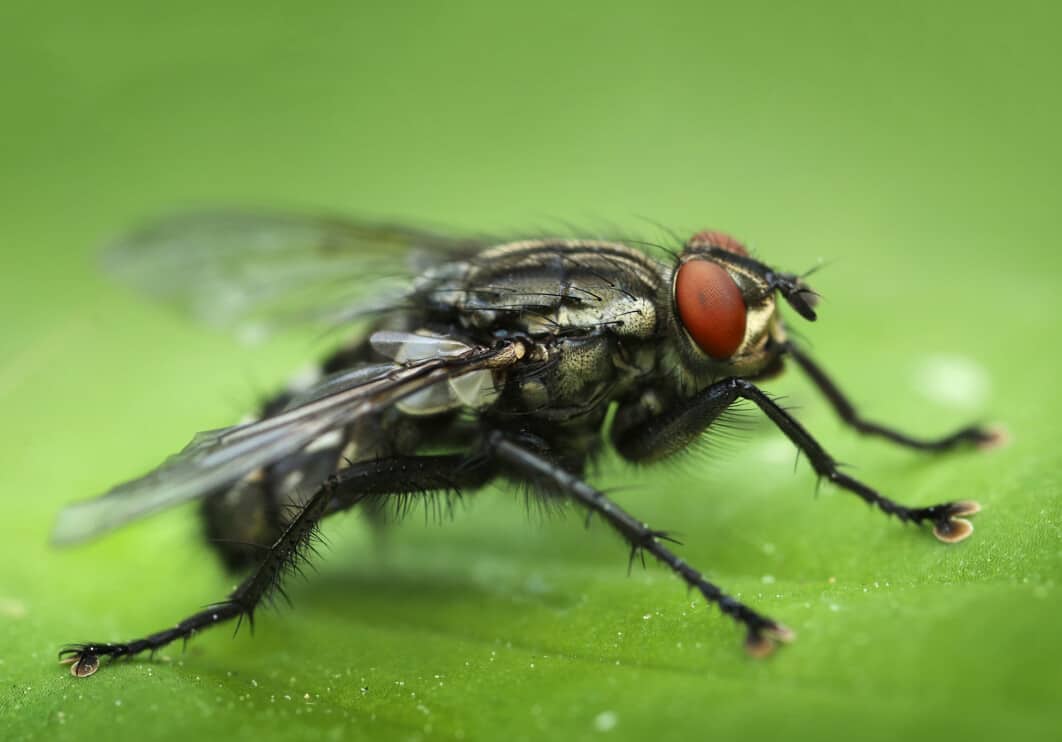 8 Things That Attract Flies To Your Home + How To Fix Them