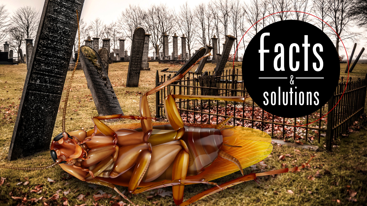 How to Kill Cockroaches Your Step-By-Step Battle Plan