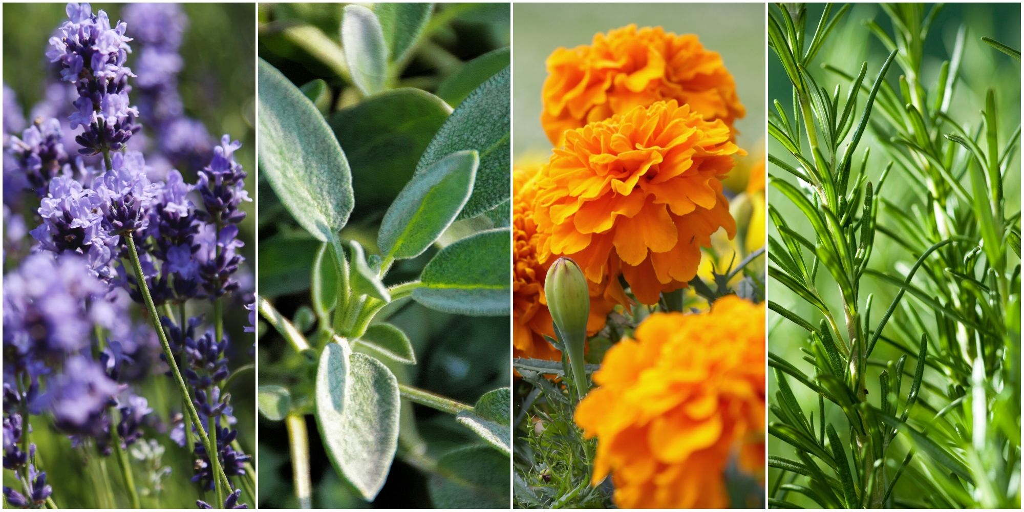 Lavender Why It Works to Repel Flies And How to Use It