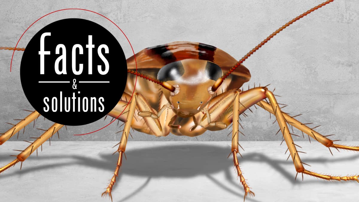 Found a Baby Cockroach? It’S Time to Act Fast!