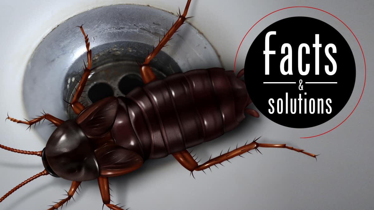 How to Get Rid of a Big, Black Cockroach