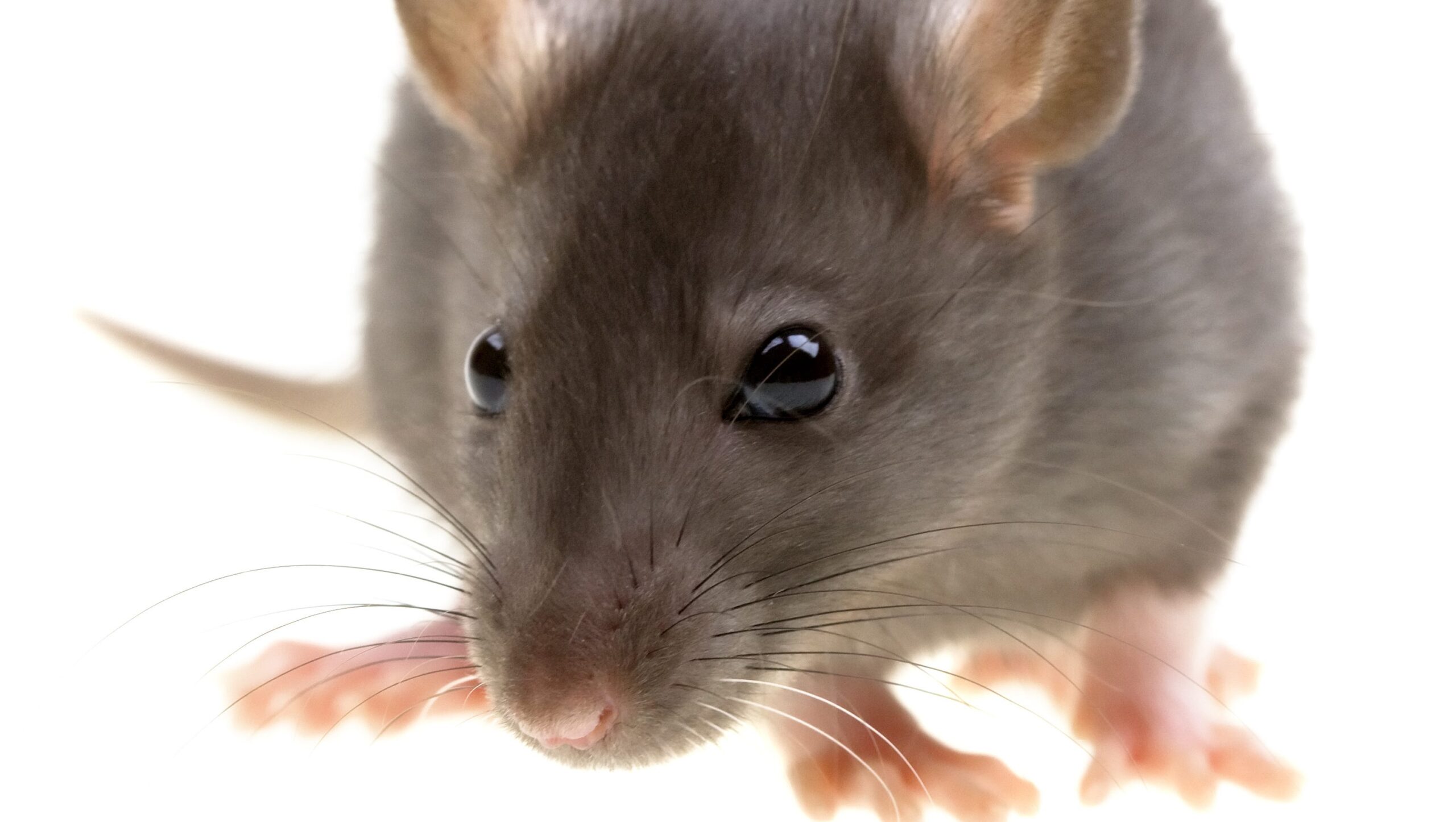 5 Ways Rats Got Into Your House (And How To Get Them Out)