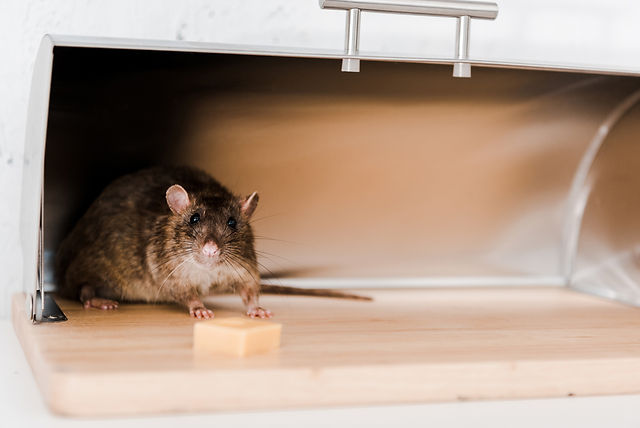 6 Things To Do If You Find A Rat In Your House