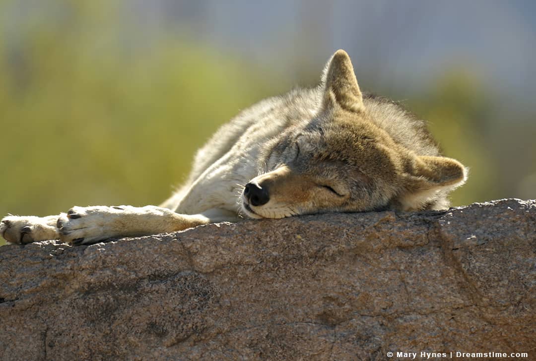5 Places Where Coyotes Sleep at Night