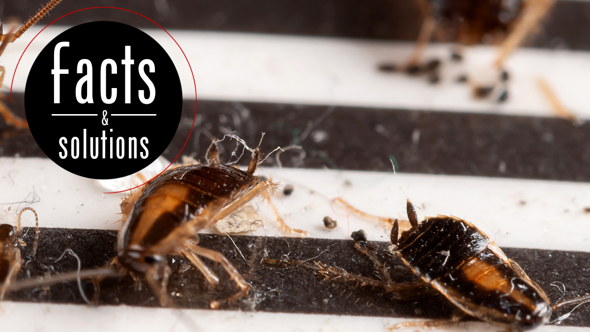 The Baby German Cockroach is No Joke. Get Rid of It Fast!