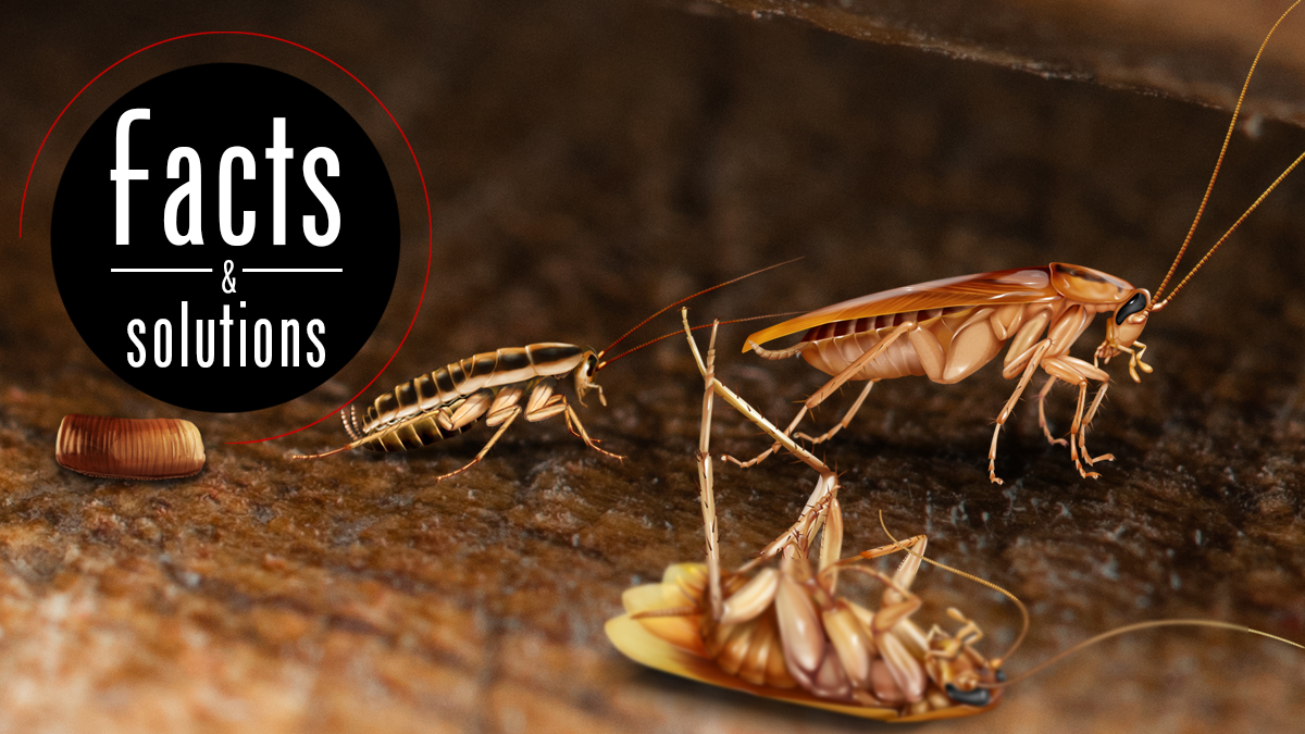 The Cockroach Lifespan How Long Do Cockroaches Live?