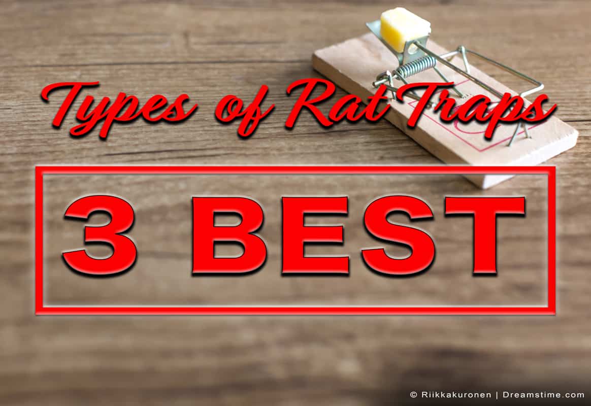 The 3 Best Types of Rat Traps to Get Rid of Rats
