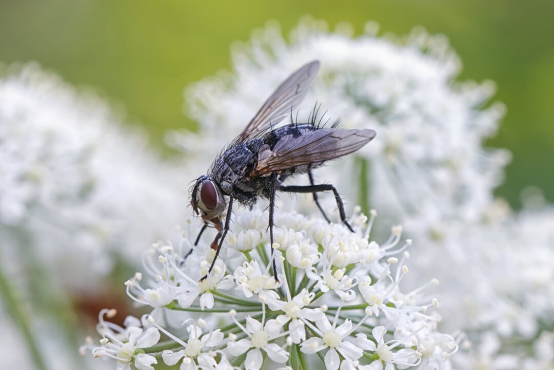 6 Best Ways to Get Rid of House Flies in the Winter