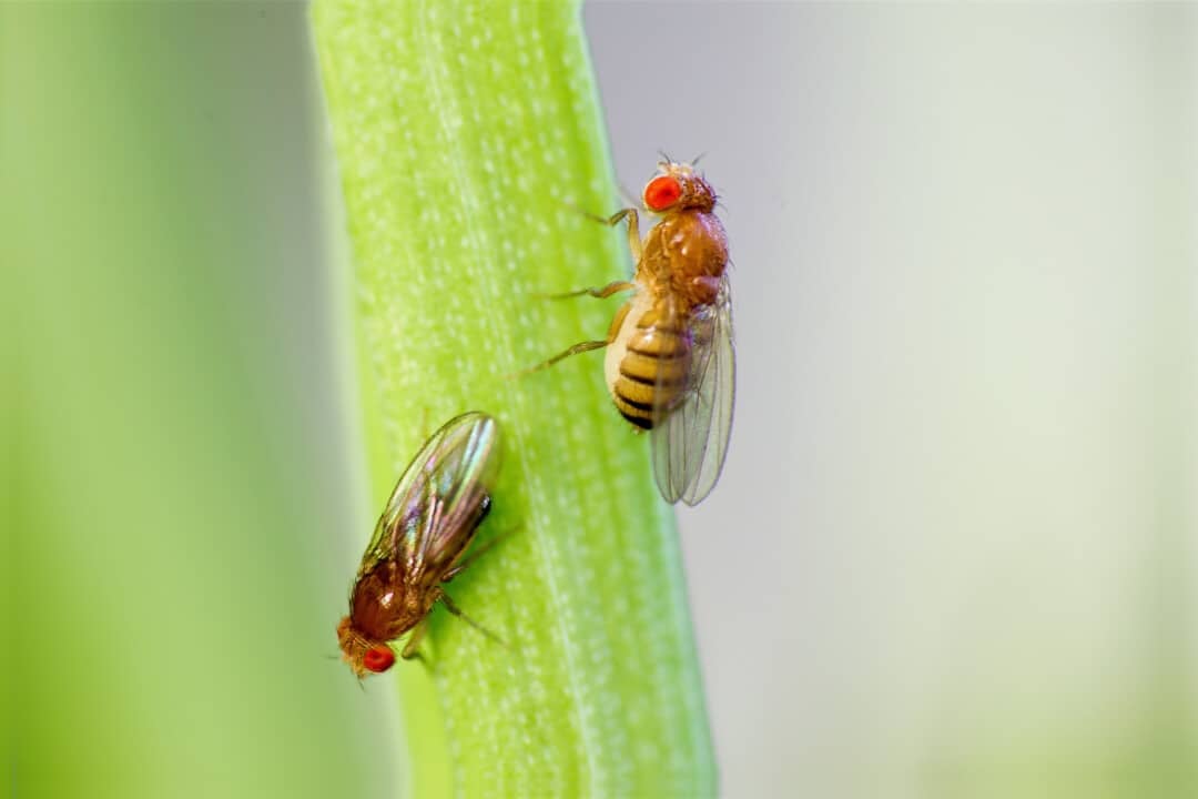8 Foods, Fruits, & Scents Fruit Flies Are Attracted To