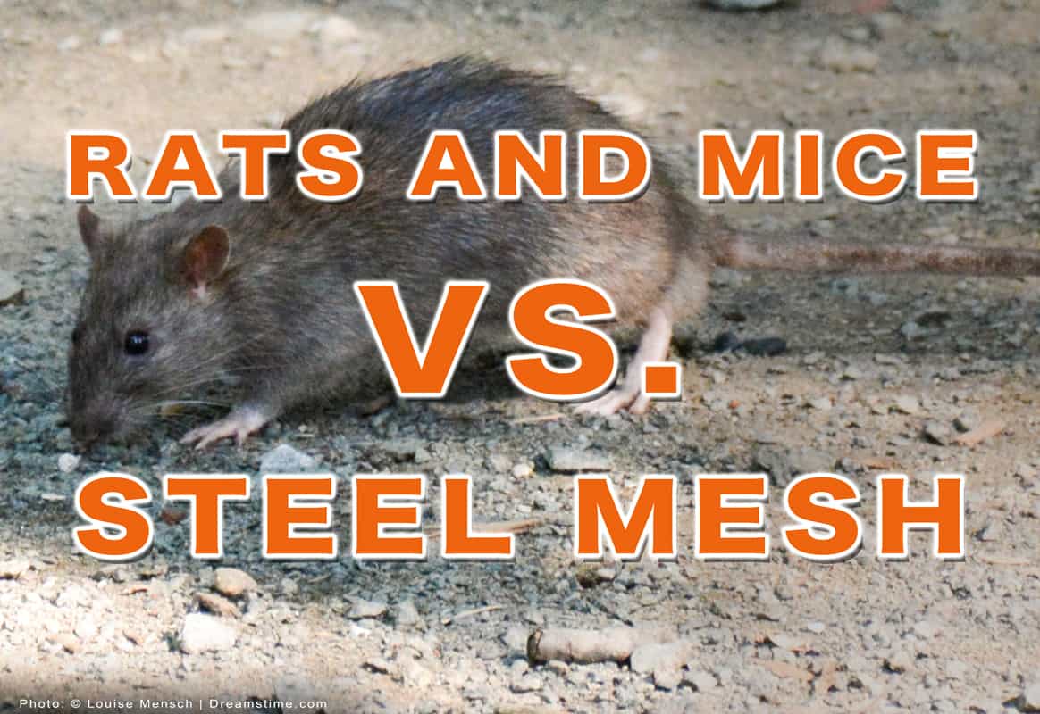 Can Mice And Rats Chew Through Stainless Steel Mesh?