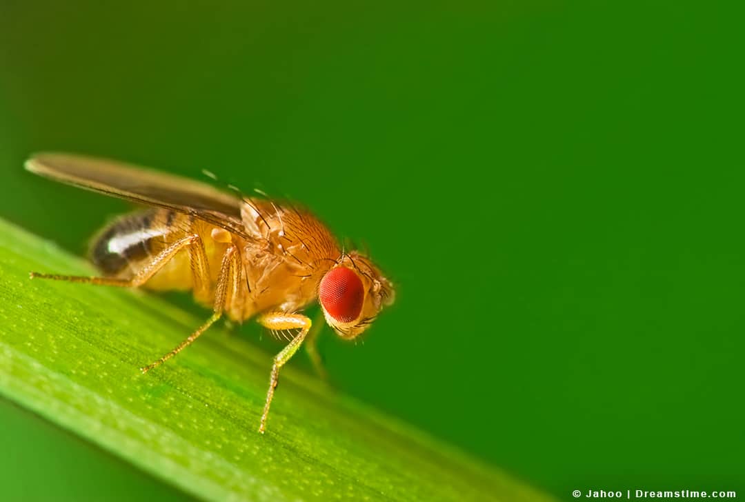 5 Scents That Fruit Flies Hate