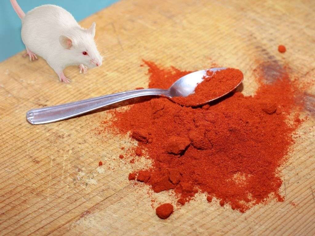 Cayenne Pepper Here’S How to Use It to Repel Mice