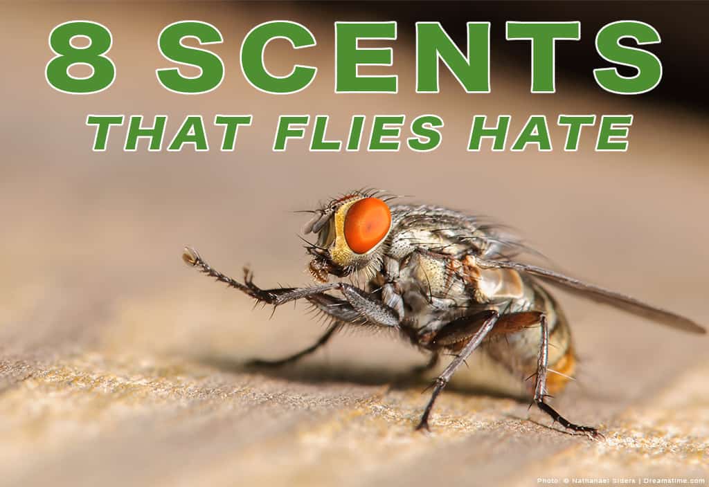 8 Scents That Flies Hate