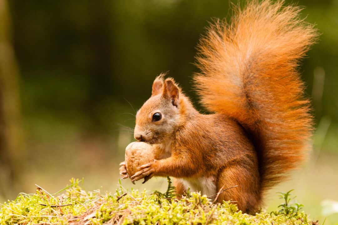 10 Scents That Squirrels Hate