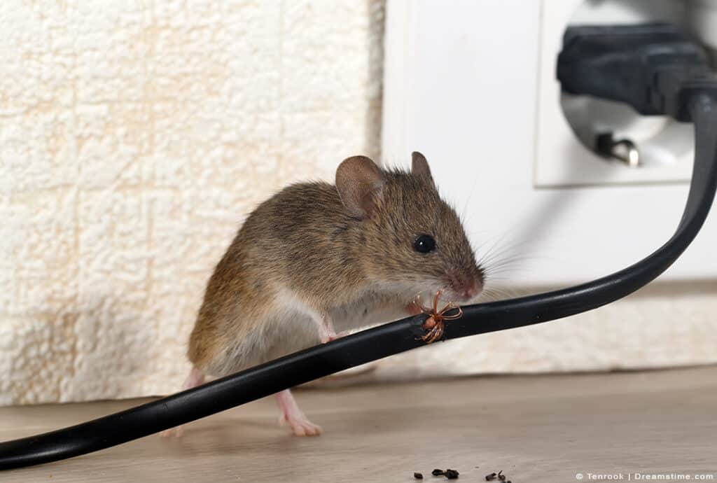 9 Scents That Mice Hate