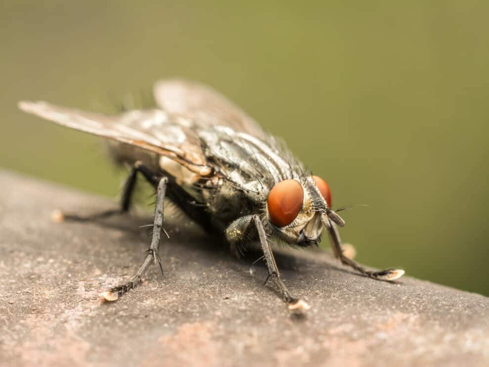 10 Ways Flies Get Into Your House (And How To Get Them Out)