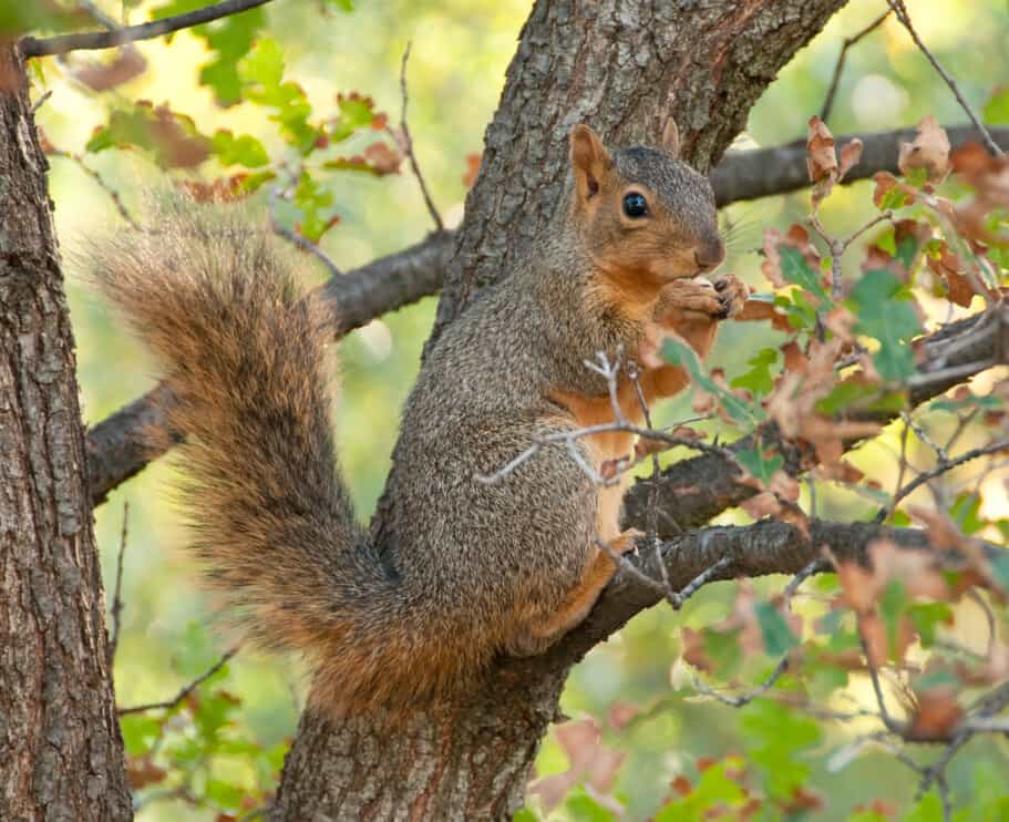 Cinnamon Can You Use It To Repel Squirrels? Here’S How