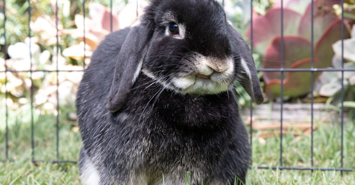 7 Sounds And Noises That’Ll Scare Rabbits Terrifying Triggers — Pest ...