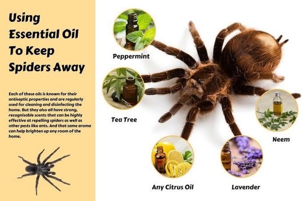 What Smells Do Spiders Hate Proven Repellents for a Spider-Free Home ...