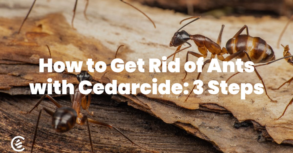 How To Get Rid Of Ants In Your Mailbox A Simple Guide — Pest Pointer