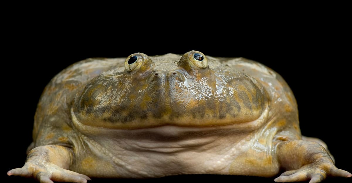 Can Frog Change Gender? Unveiling Amphibian Mysteries — Pest Pointer