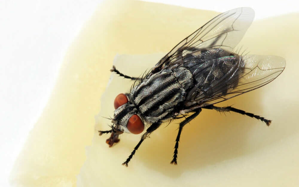 Smells & Scents That Flies Hate + How To Repel Them — Pest Pointer