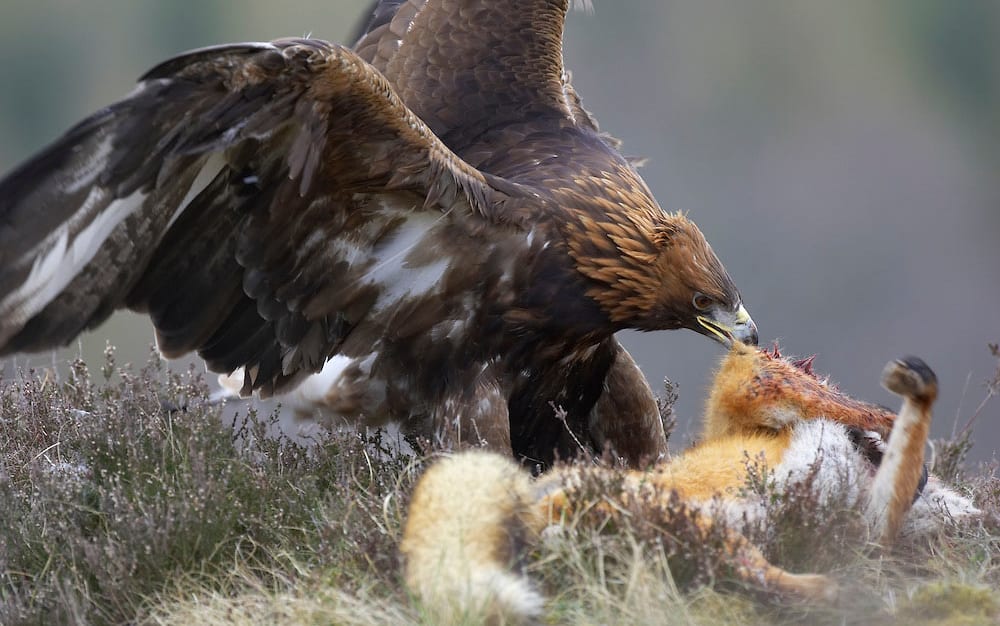 Do Foxes Eat Eagles? Surprising Predators Unveiled! — Pest Pointer