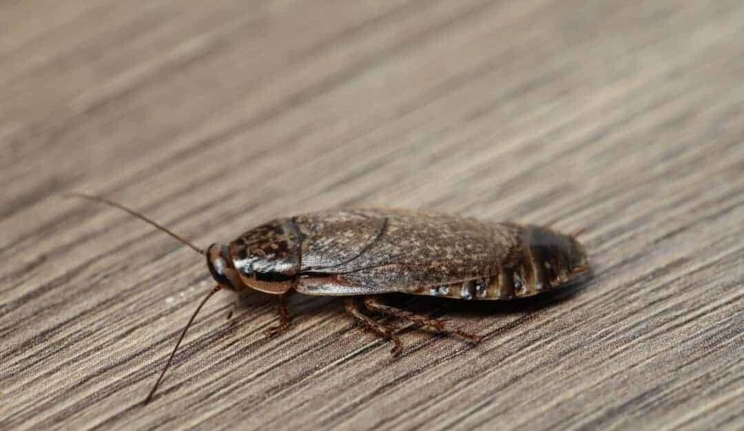 10 Simple Tips To Get Rid Of Roaches In Your House — Pest Pointer