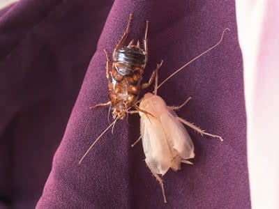 Why Do Cockroaches Become White? — Pest Pointer