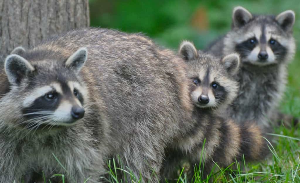 6 Fascinating Ways Raccoons Care for Their Young — Pest Pointer