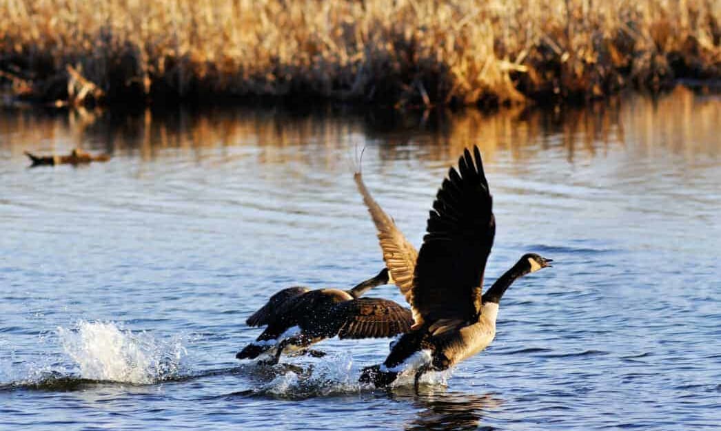 3 Sounds That Scare Geese Away (And Why They Work) — Pest Pointer