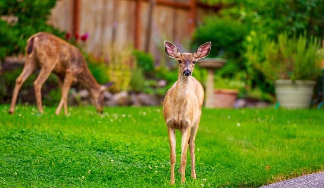 6 Things To Do If You Find Deer in Your Yard Or Garden — Pest Pointer