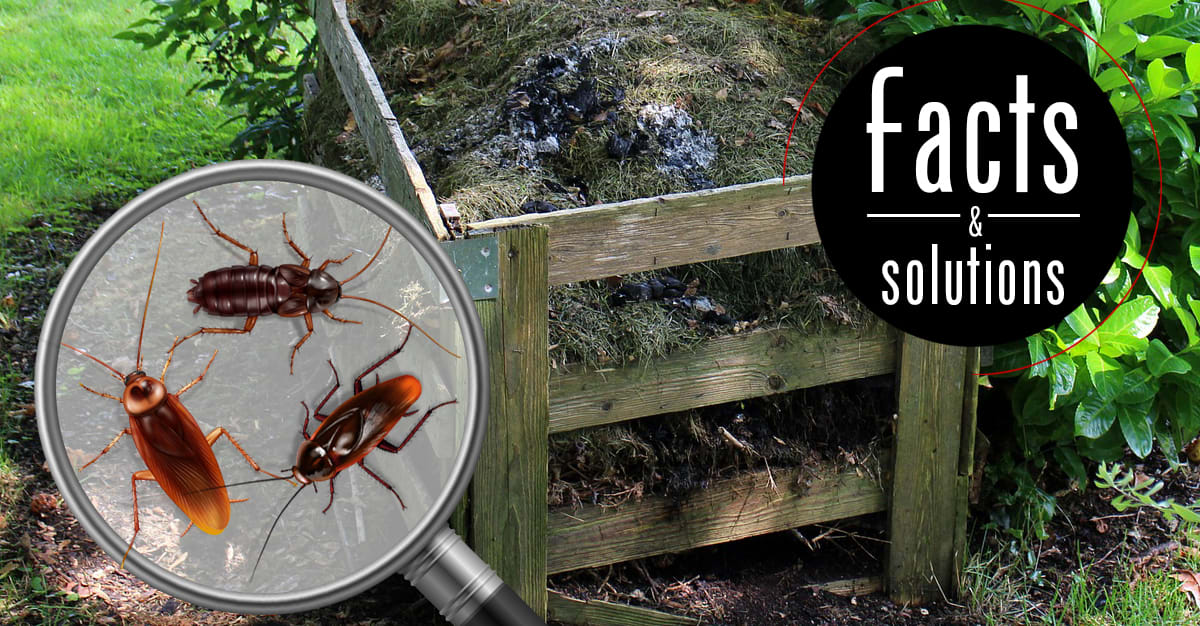 A Water Bug Identification Guide (With Pictures) — Pest Pointer